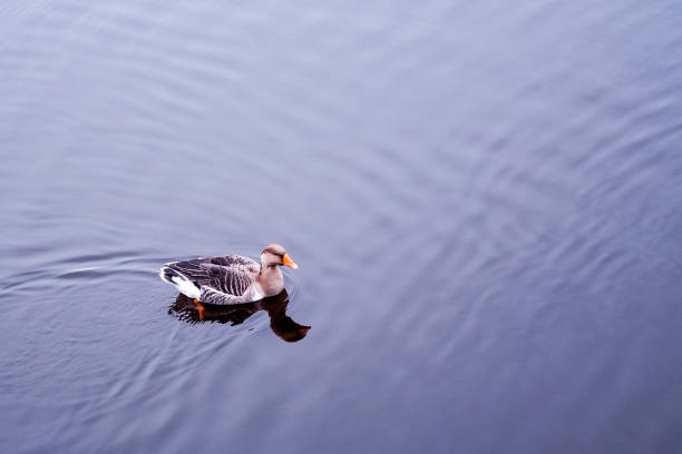 Anser anser goose on the water in park.