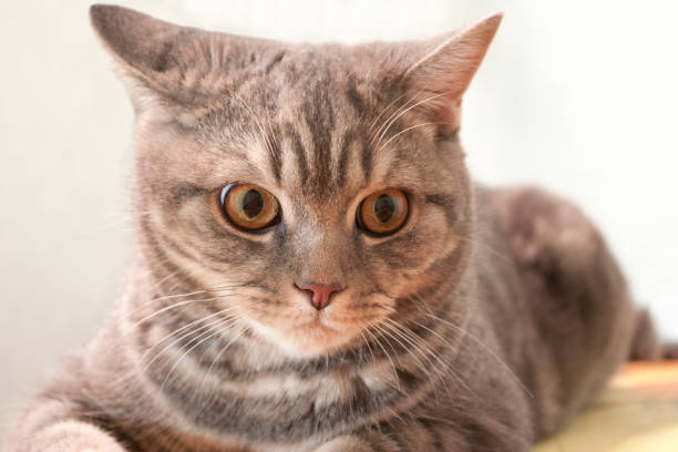 istock Gray striped domestic cat lying in the room 938111638