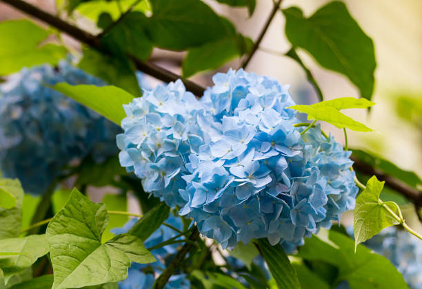 istock Bright blue azure hydrangea blossoming close-up beautifully colorful background 938111998