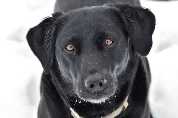 istock Black Labrador retriever in the snow 938112126