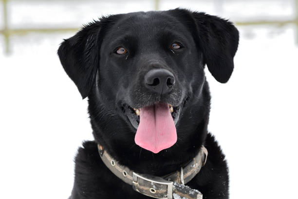 istock Black Labrador retriever in the snow 938112128