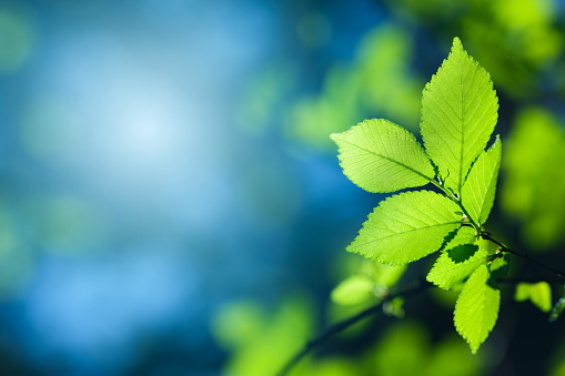 Fresh green leaves.