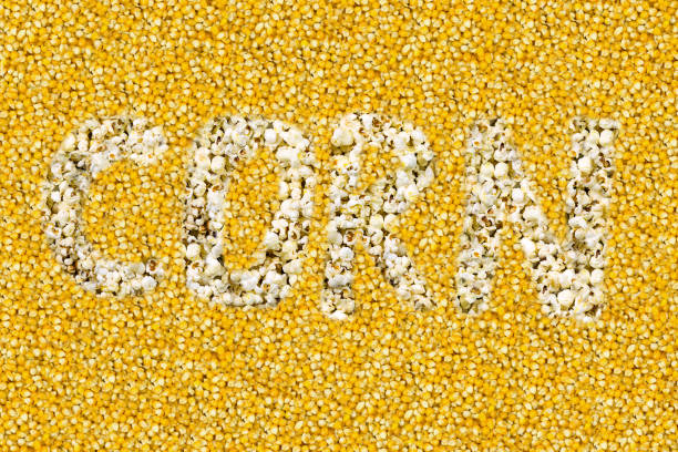 istock word corn inscription is composed of popcorn on a yellow yellow grain background 938112906