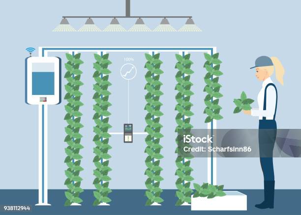 Verticulture Animation Vertical Greenhouse Gardens Stock Illustration - Download Image Now ...