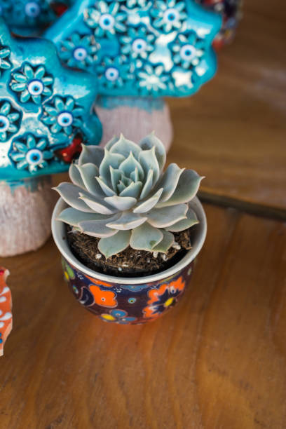 istock Little colorful cactus in the small pot 938113182