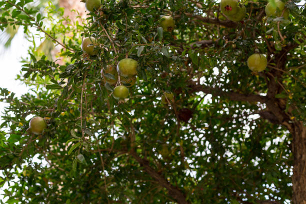 istock Pomegranate tree with immature green garnets on branches among foliage 938113728