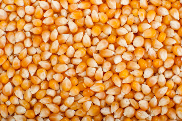 istock loseup on grain of corn. Popcorn Kernels 938116226