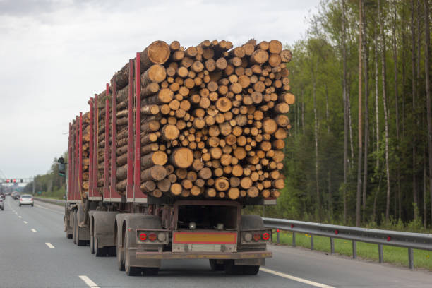 배달차 운송 wood - lumber industry truck truck driver log 뉴스 사진 이미지