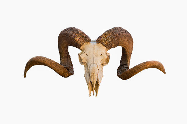 istock Natural skull of ram with curved horns on white isolated background 938116708
