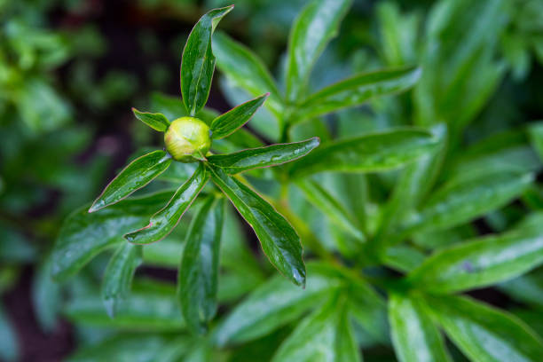 Green bud not open close-up surrounded by green leaves covered with dew