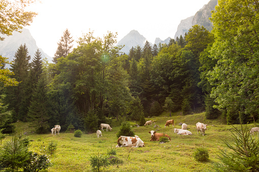 Cattle lying and grazing on alpine meadow, Slovenia.