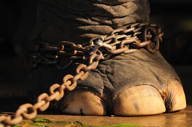 pied d’éléphant sur enchaînés - animaux en captivité photos et images de collection