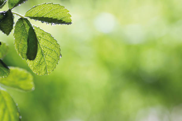 świeże wiosenne liście - beech leaf leaf green close up zdjęcia i obrazy z banku zdjęć