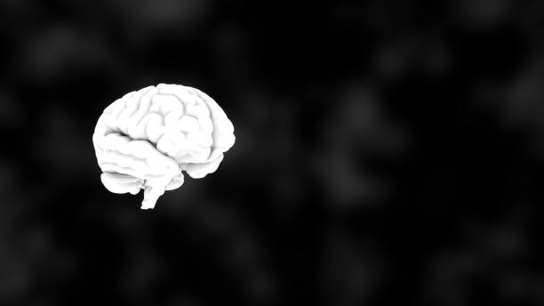 istock 3D human white brain on black, science anatomy background, 3D rendering 938119910