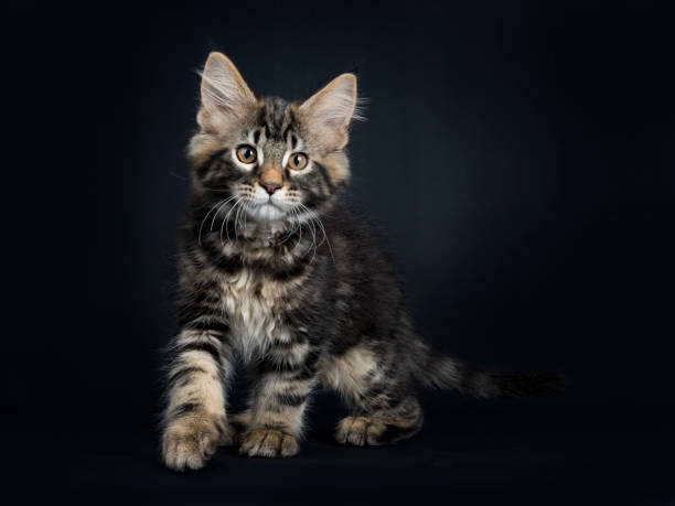 istock Handsome black tabby Maine Coon cat / kitten standing side ways/ turning towards camera isolated on black background 938120172