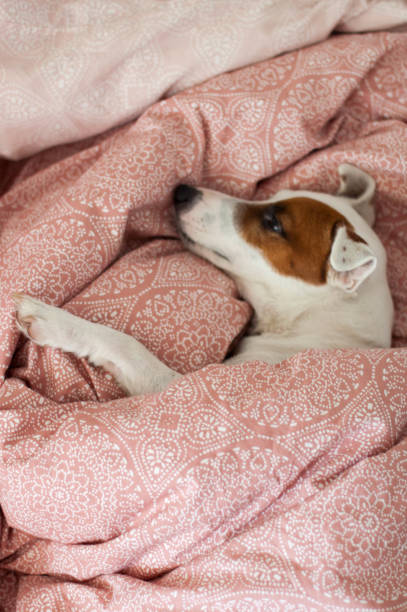 istock Jack russell terrier dog lying in bed under blanket 938120218
