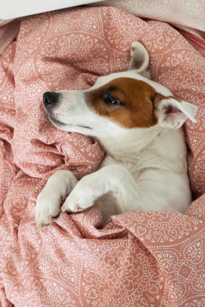 istock cute Jack russell terrier dog sleeps in bed under pink blanket 938120402