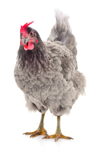 Grey hen isolated. stock photo