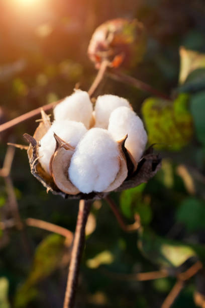 Close-up of cotton ball in the sun Close-up of cotton ball in the sun cotton ball stock pictures, royalty-free photos & images
