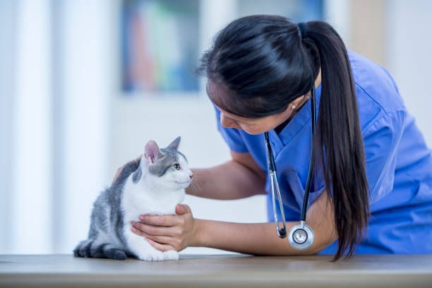 Vet With Cute Cat A veterinarian and cat are indoors in the vet's office. The vet is holding the cat and examining it during a checkup. stroke illness stock pictures, royalty-free photos & images
