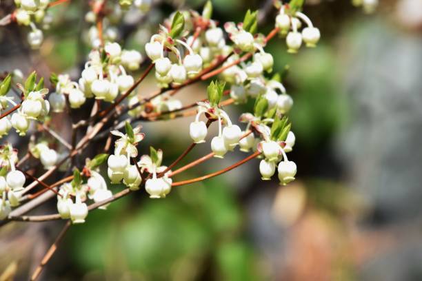 istock Flowers of Enkianthus 938123460