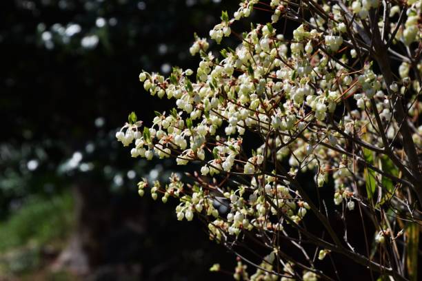 istock Flowers of Enkianthus 938123464