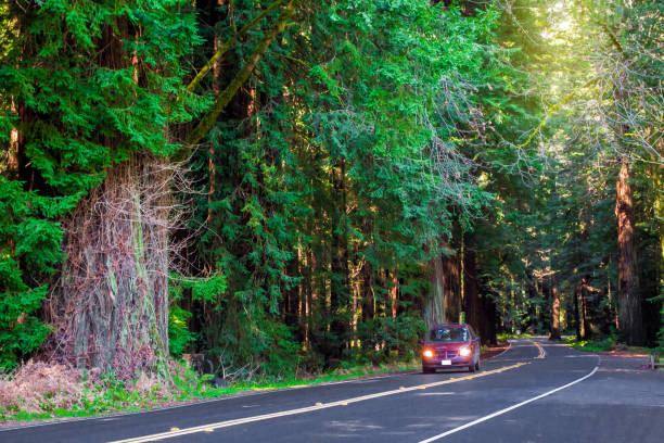 istock Road in the forest sequoia. Car rides. 938125042