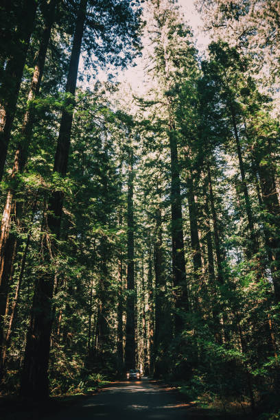 istock Ancient redwood in the forest. Sunlight through the branches. A view to the top. 938125092