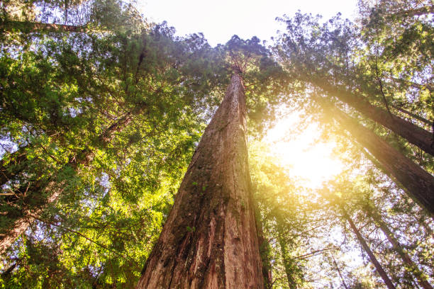 istock Ancient redwood in the forest. Sunlight through the branches. A view to the top. 938127340