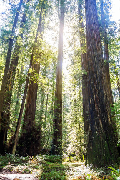 istock Ancient redwood in the forest. Sunlight through the branches. A view to the top. 938127668