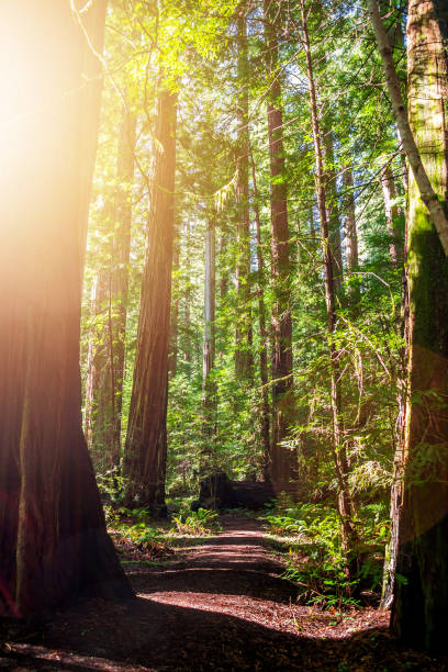 istock Ancient redwood in the forest. Sunlight through the branches. A view to the top. 938127832