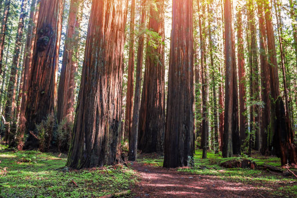 istock Ancient redwood in the forest. Sunlight through the branches. A view to the top. 938128146