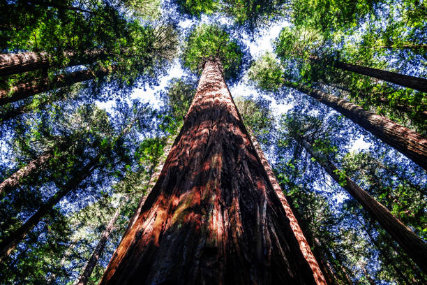 istock Ancient redwood in the forest. Sunlight through the branches. A view to the top. 938128208