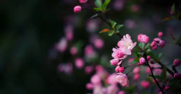 Photo of Peach blossoms background in spring