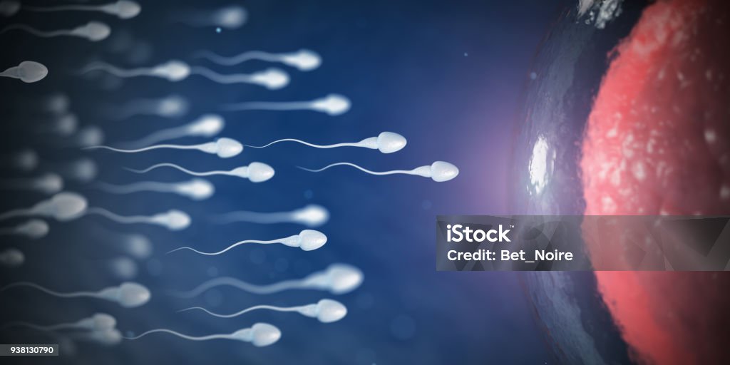 Sperm and egg cell on microscope.  Scientific background. Sperm and egg cell on microscope.  Scientific background. 3d illustration Sperm Stock Photo