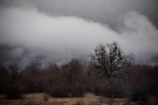 Landscape with beautiful fog in forest on hill or Trail through a mysterious winter forest with autumn leaves on the ground. Road through a winter forest. Magical atmosphere. Azerbaijan nature