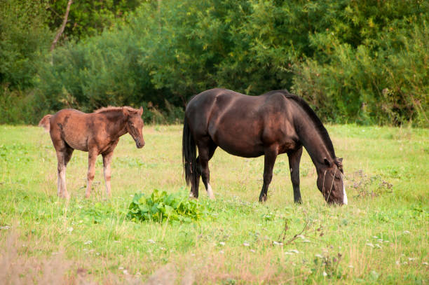 istock horse and a foal graze on a green meadow 938140900