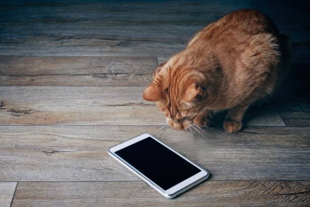 istock Ginger cat looks curious on a tablet computer who lies on a wooden floor. 938142010