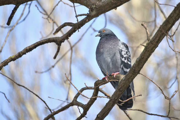 istock Pigeon on a branch of a tree 938144106
