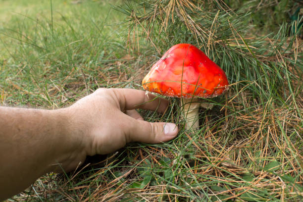 istock The man's hand piking the toadstool mushroom. 938145322