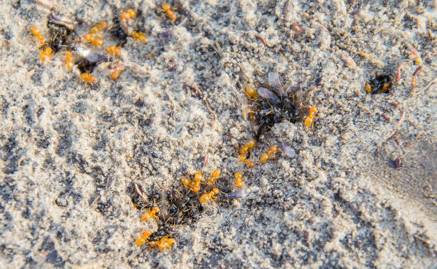 istock Family of ants 938148730