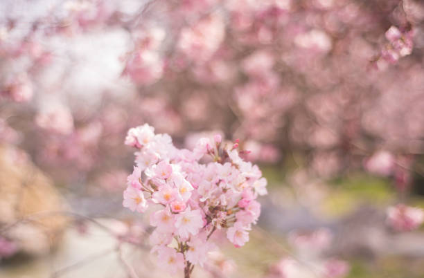 istock Spring flowers background with pink blossom, blooming garden 938148768