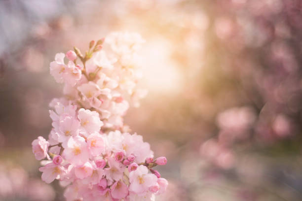 istock Spring flowers background with pink blossom, blooming garden 938148800