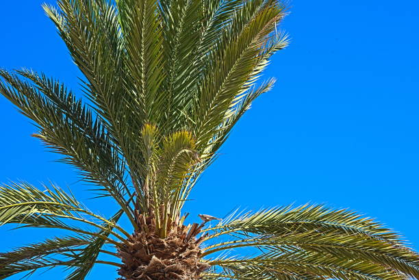 istock palm in front of the blue sky 938148822