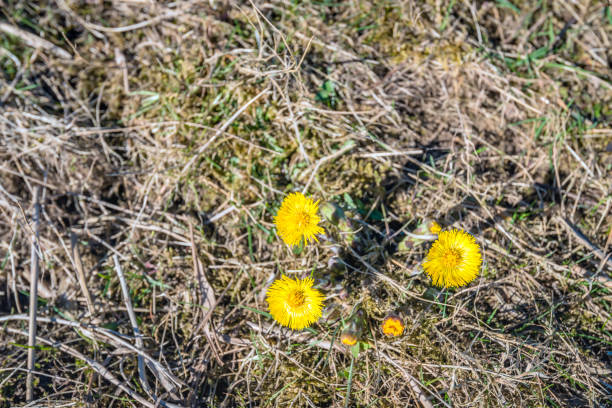 istock Yellow blooming Coltsfoot plants from above 938155086