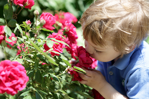 Boy smelling red rose