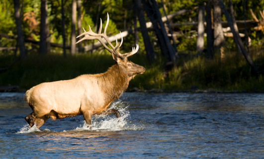 The  male Rocky Mountain elk (Cervus elaphus) is a subspecies of elk found in the Rocky Mountains and Yellowstone National Park. Crossing a river