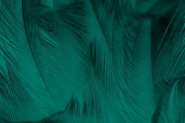 tendencias color vintage verde oscuro hermoso fondo de textura de la pluma - animal hair animal bristle close up fotografías e imágenes de stock