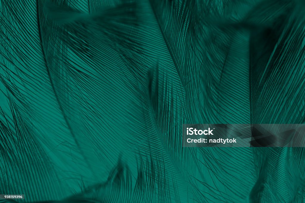 Beautiful dark green vintage color trends feather texture background Luxury Stock Photo