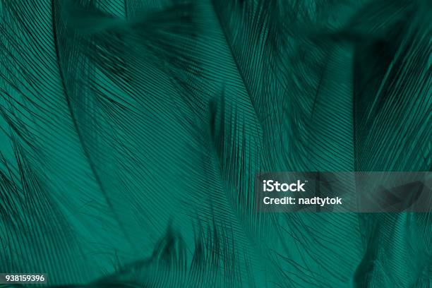 Beautiful Dark Green Vintage Color Trends Feather Texture Background Stock Photo - Download Image Now